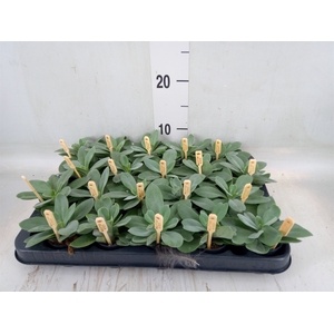 Senecio cephal. 'Mountain Fire'