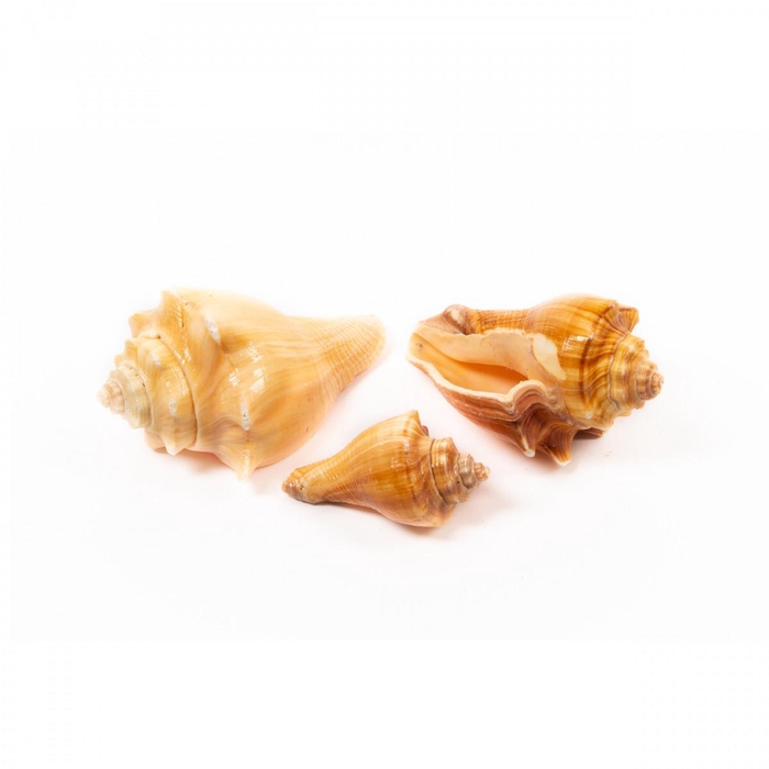 <h4>Shell Red Mulli 1kg</h4>