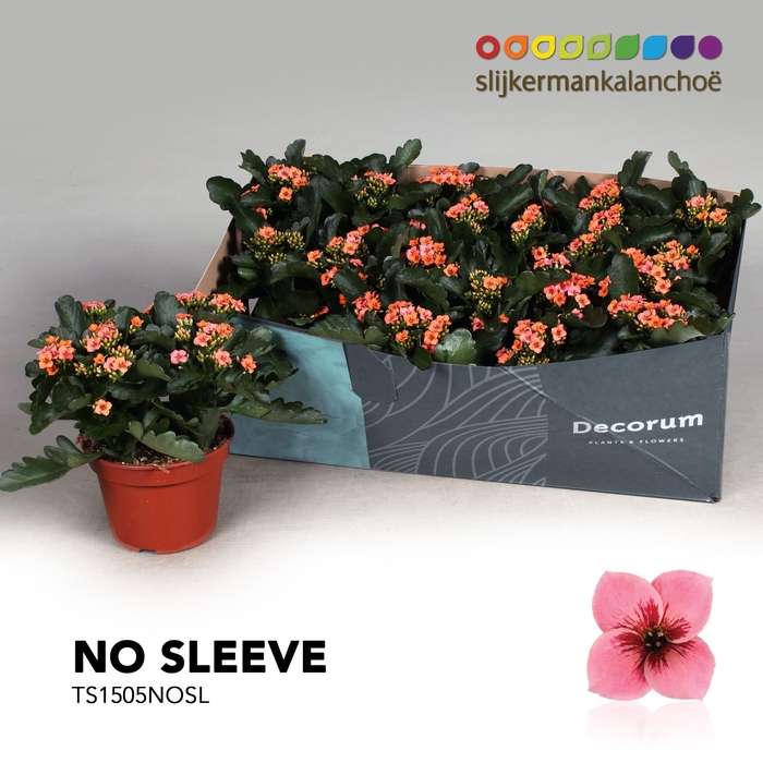 <h4>Kalanchoe No Sleeve - Tiger Pink Single</h4>