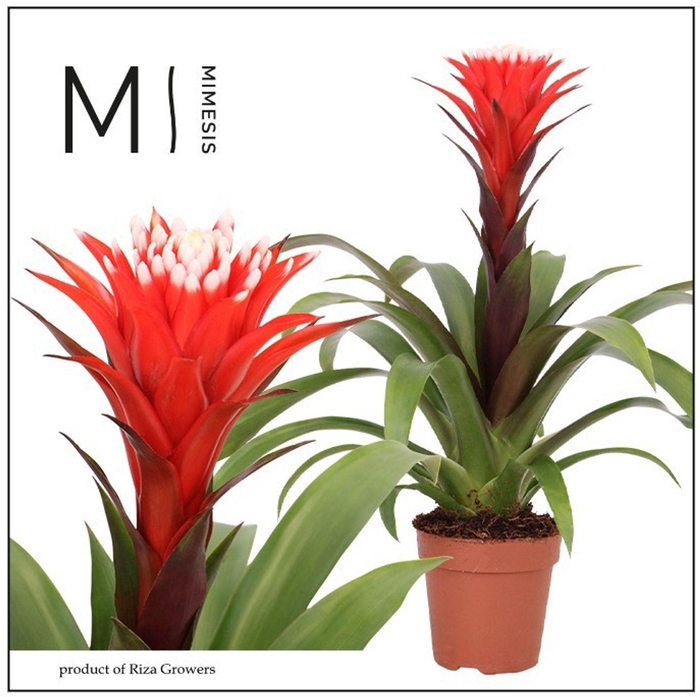 <h4>Guzmania Hope</h4>
