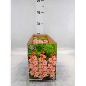 Flowerbulbs, corns or tubers   ...