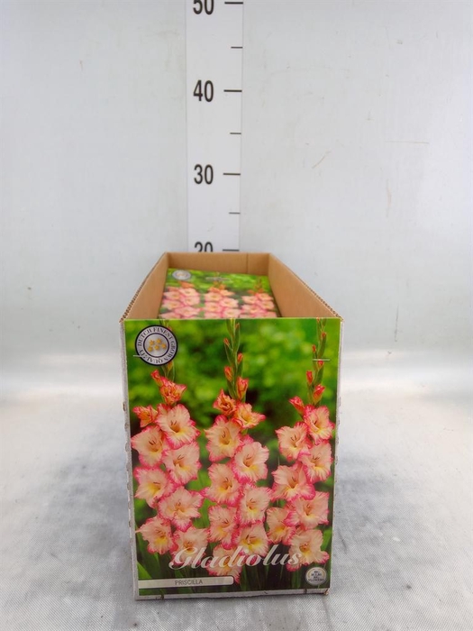 <h4>Flowerbulbs, corns or tubers   ...</h4>