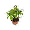PHILODENDRON FLORIDA C21
