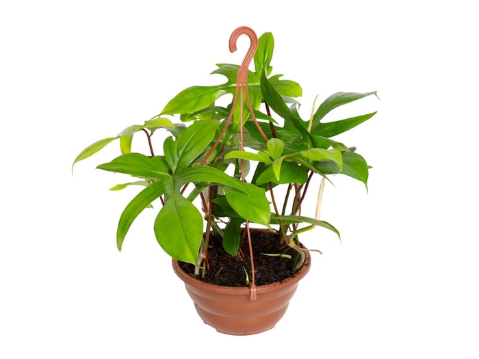PHILODENDRON FLORIDA C21