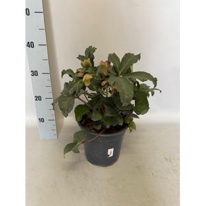 Helleborus Angel Glow