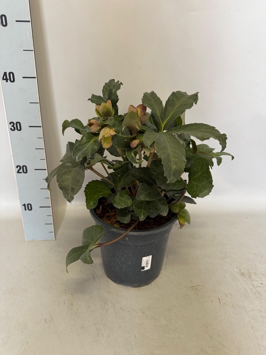 <h4>Helleborus Angel Glow</h4>