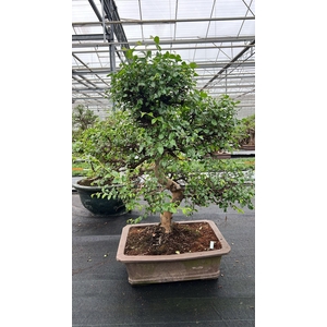 Zelkova parvifolia, pot 46 cm., height 90cm (single item)