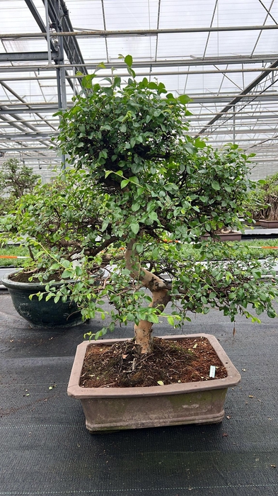<h4>Zelkova parvifolia, pot 46 cm., height 90cm (single item)</h4>
