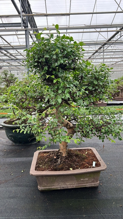 <h4>Zelkova parvifolia, pot 46 cm., height 90cm (single item)</h4>