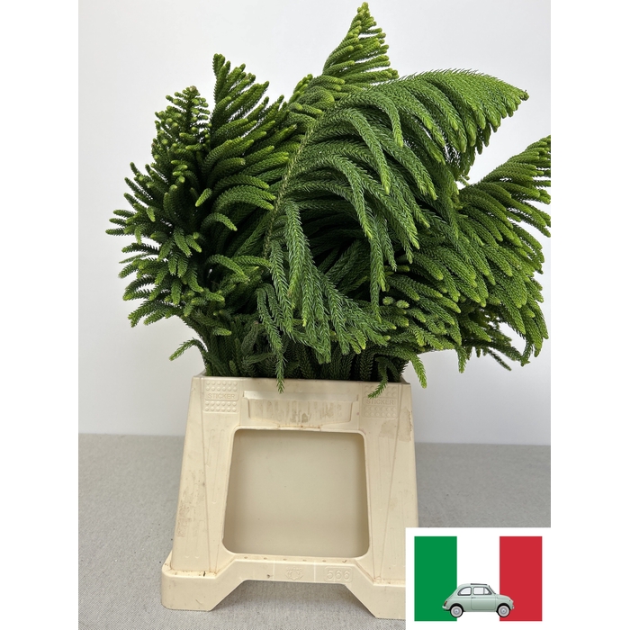 <h4>ARAUCARIA BAG</h4>