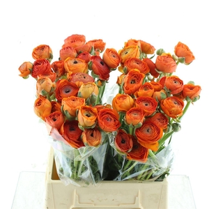 Ran Su Sr Lambada Orange Extra