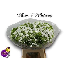 Phlox P Whitecap
