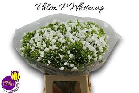<h4>Phlox P Whitecap</h4>