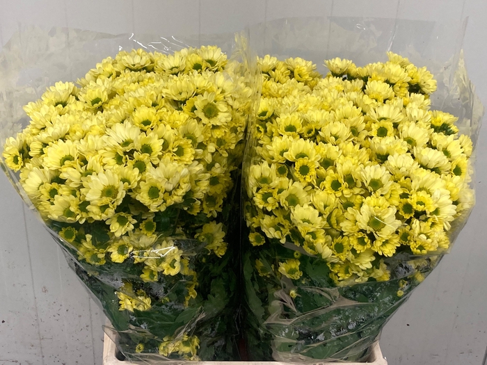 <h4>CHR S ROSSI CREAM</h4>