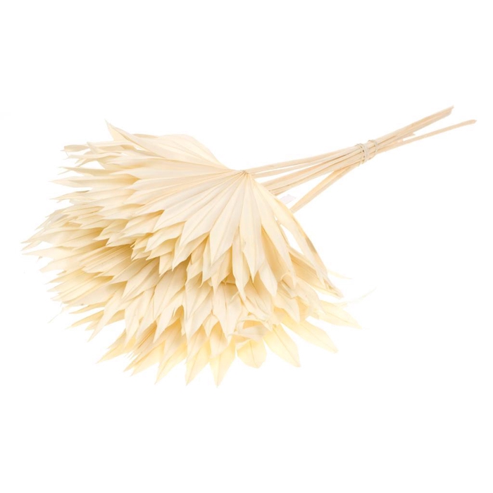 <h4>Palm Sun 10pc Bunch Bleached White</h4>
