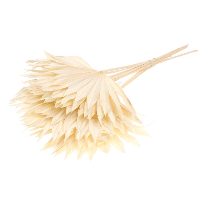 <h4>Palm Sun 10pc Bunch Bleached White</h4>