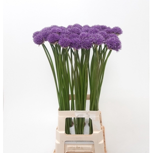 ALLIUM GLADIATOR