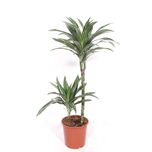 Dracaena Ulises 45-15
