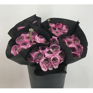 Ran Suc Capp 751 Ex Rosa