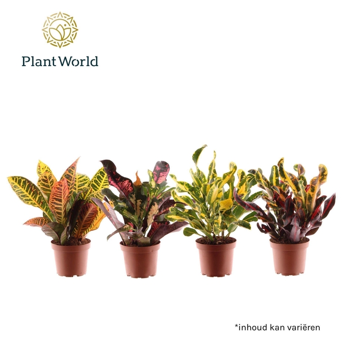 Codiaeum