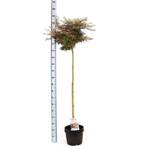 ACER PA JER SCHWARTZ