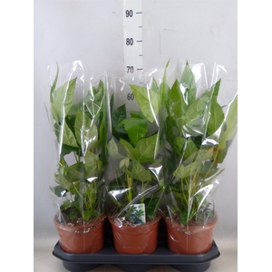 Fatsia japonica   ...