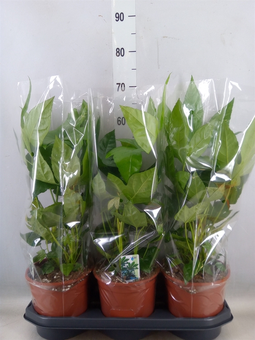 <h4>Fatsia japonica   ...</h4>