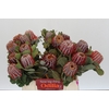 Banksia Coccinea