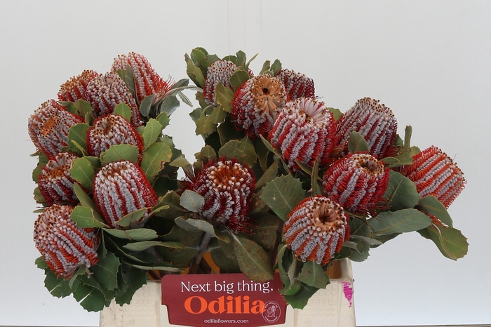 <h4>Banksia Coccinea</h4>