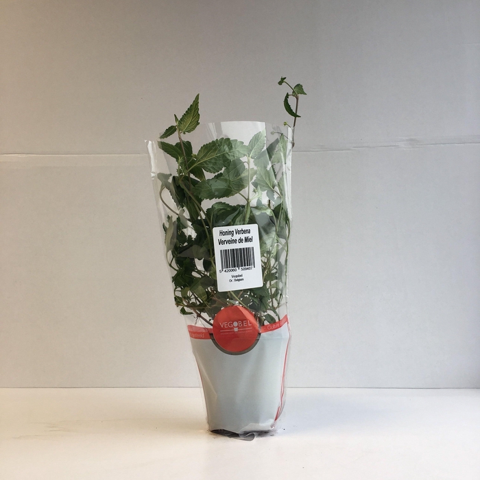 <h4>Verbena Honing P9</h4>