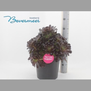 AEONIUM AB VELOURS