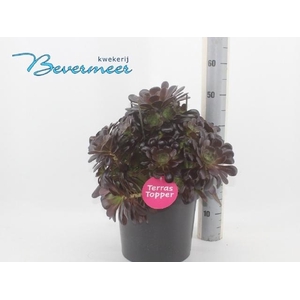 AEONIUM AB VELOURS
