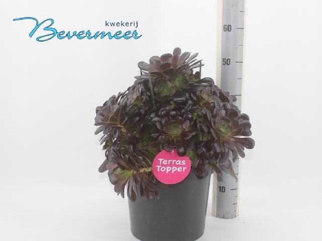 <h4>AEONIUM AB VELOURS</h4>