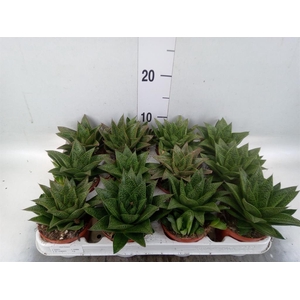 Gasteria