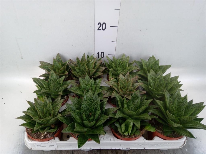 <h4>Gasteria</h4>