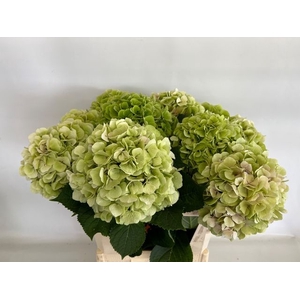 HYDR M CH VERENA CL LIGHT GREEN