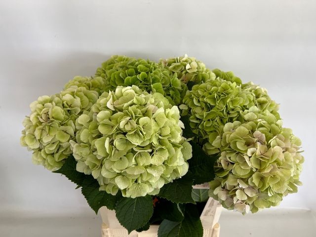 <h4>HYDR M CH VERENA CL LIGHT GREEN</h4>