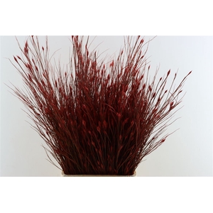 Kaaps Bell Reed Red