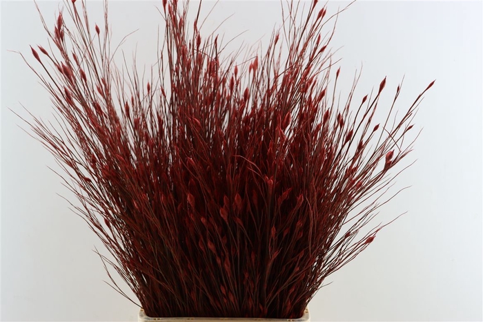 <h4>Kaaps Bell Reed Red</h4>