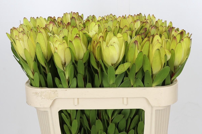 <h4>Leucadendron Goldstrike</h4>