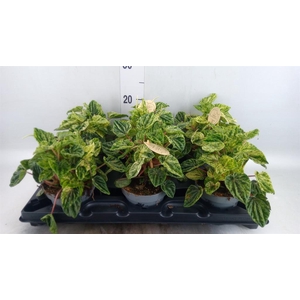Peperomia