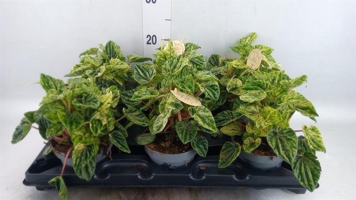 <h4>Peperomia</h4>
