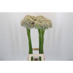 Allium Nigrum