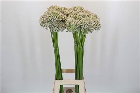 <h4>Allium Nigrum</h4>
