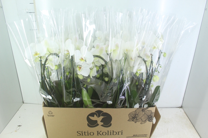 <h4>PHALAENOPSIS CASCATA P12 BRANCO 2 HT</h4>