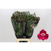 Alstroemeria Shiny Purple