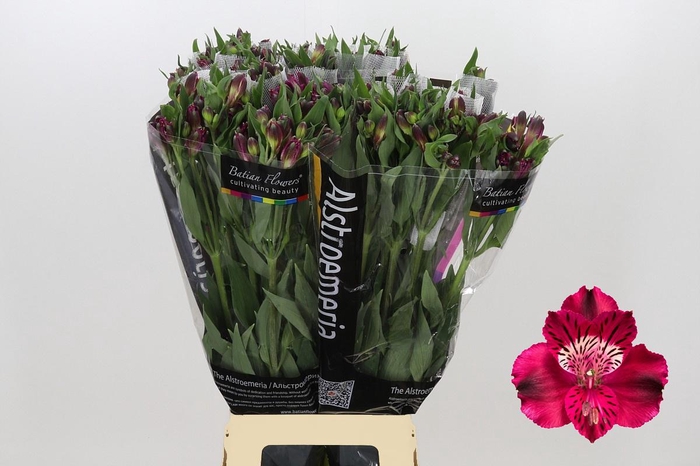 Alstroemeria Shiny Purple