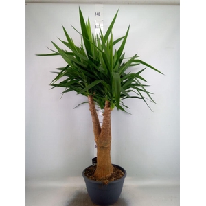 Yucca elephantipes   ...