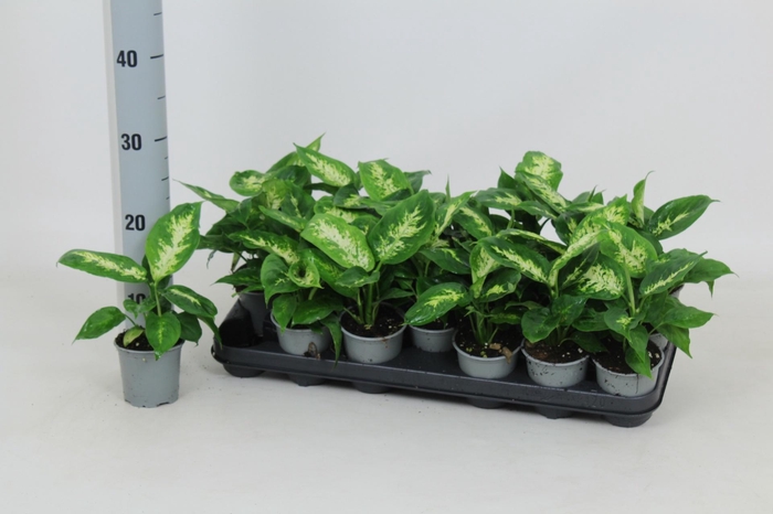 <h4>DIEFF COMPACTA</h4>