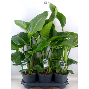 Strelitzia nicolai